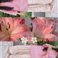 Blush Heart Embroidered Farshi Suit