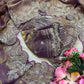 Designer Satin Silk Saree with Embroidery for Festive and Wedding Wear