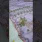 Elegant Tabby Silk Saree for Festive and Party Wear